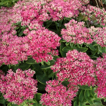 Sedum spectabile 'Hot Stuff' (014730)