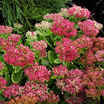 Sedum spectabile 'Hot Stuff' (014731)