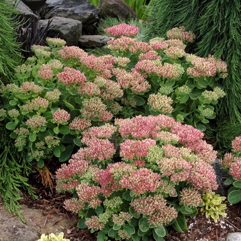 Sedum spectabile 'Hot Stuff' (014733)