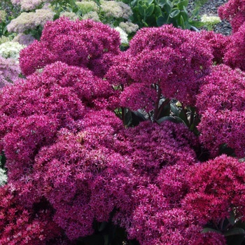 Sedum 'Mr. Goodbud' (014735)