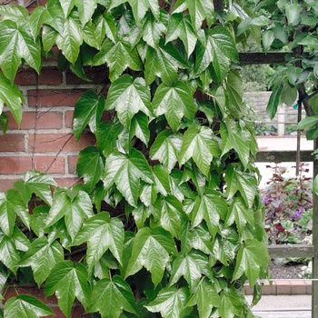 Parthenocissus tricuspidata '' (014747)