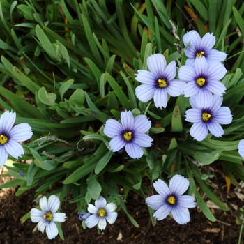 Sisyrinchium 'Devon Skies' (014748)