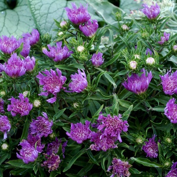 Stokesia laevis 'Purple Pixie' (014750)