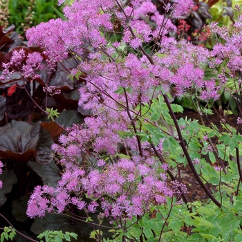 Thalictrum aquilegiifolium 'Black Stockings' (014754)