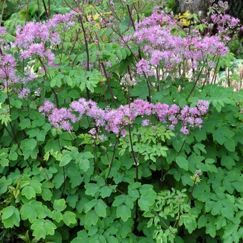 Thalictrum aquilegiifolium 'Black Stockings' (014756)