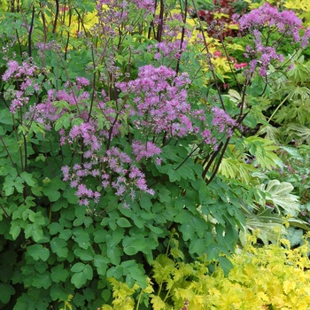 Thalictrum aquilegiifolium 'Black Stockings' (014757)