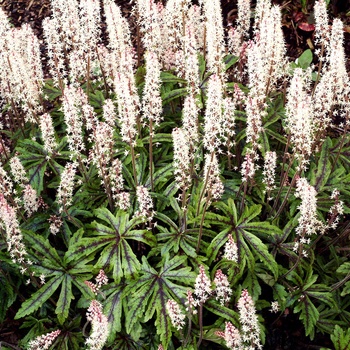 Tiarella 'Candy Striper' (014761)