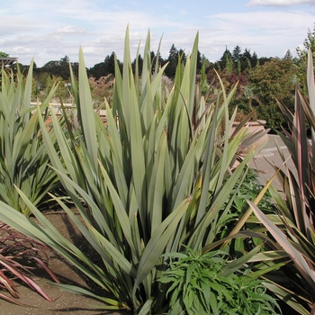 Phormium tenax '' (014762)