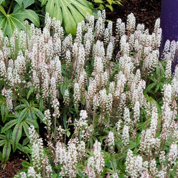 Tiarella 'Candy Striper' (014763)