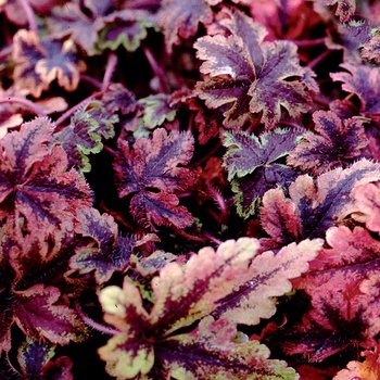 Tiarella cordifolia 'Crow Feather' (014766)