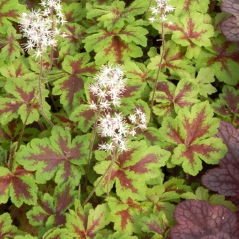 Tiarella cordifolia 'Crow Feather' (014767)