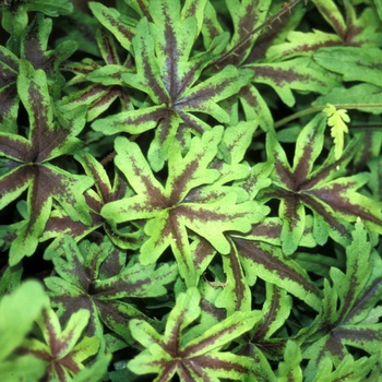 Tiarella 'Iron Butterfly' (014773)