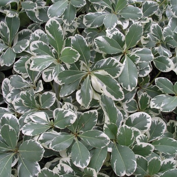 Pittosporum tobira 'Variegata' (014775)