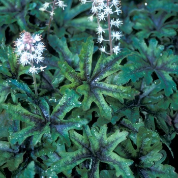 Tiarella 'Iron Butterfly' (014776)