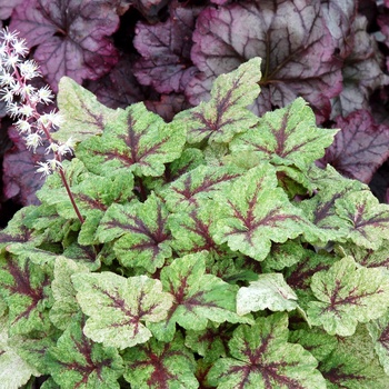 Tiarella 'Mystic Mist' (014781)