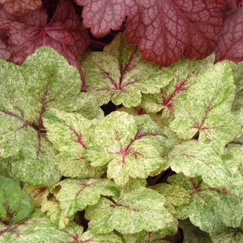 Tiarella 'Mystic Mist' (014783)