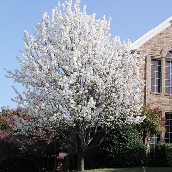 Pyrus calleryana 'Bradford' (014793)