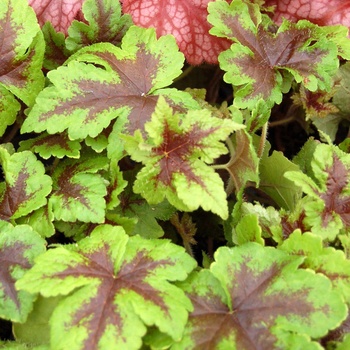 Tiarella 'Neon Lights' (014817)