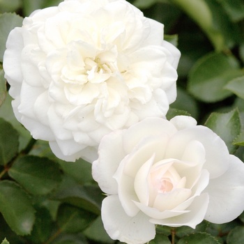 Rosa Meidiland® '' (014821)