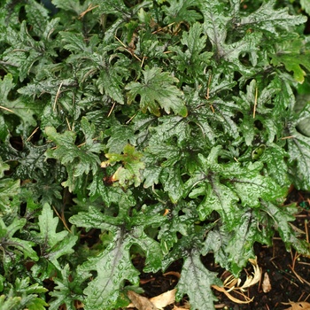 Tiarella 'Pink Skyrocket' (014827)