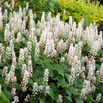 Tiarella 'Pirate's Patch' (014828)