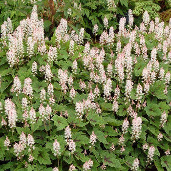 Tiarella 'Pirate's Patch' (014829)