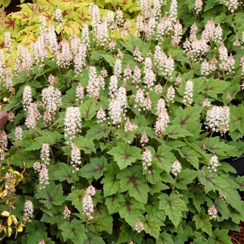 Tiarella 'Pirate's Patch' (014831)