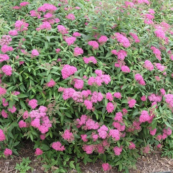 Spiraea x bumalda 'Anthony Waterer' (014832)