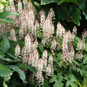 Tiarella 'Spring Symphony' (014833)