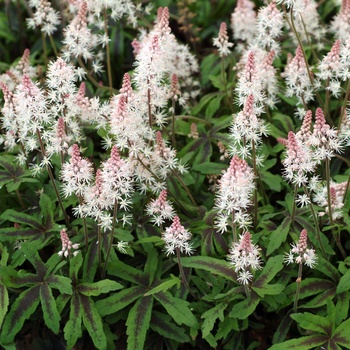 Tiarella 'Spring Symphony' (014836)