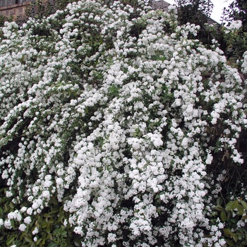 Spiraea x vanhouttei '' (014838)