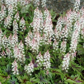 Tiarella cordifolia 'Sugar and Spice' (014839)