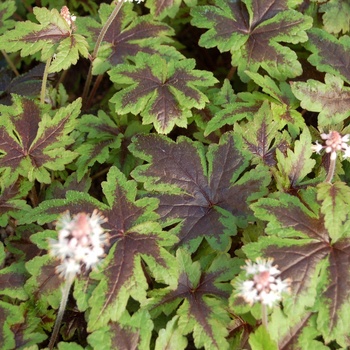 Tiarella cordifolia 'Sugar and Spice' (014842)