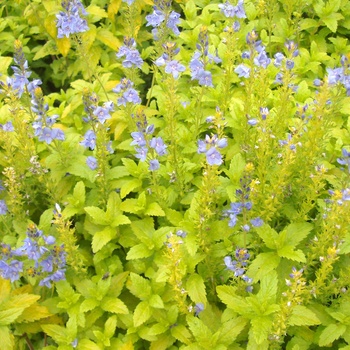 Veronica prostrata 'Aztec Gold' (014846)