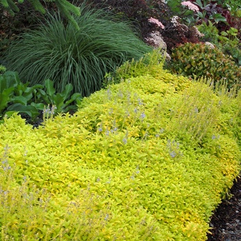 Veronica prostrata 'Aztec Gold' (014847)