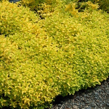 Veronica prostrata 'Aztec Gold' (014848)