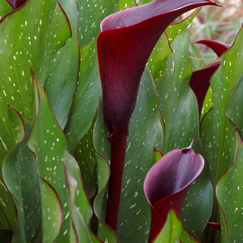 Zantedeschia 'Edge of Night' (014872)