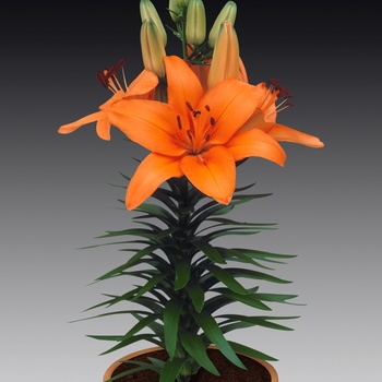 Lilium asiaticum Lily Looks 'Tiny Dino' (014886)