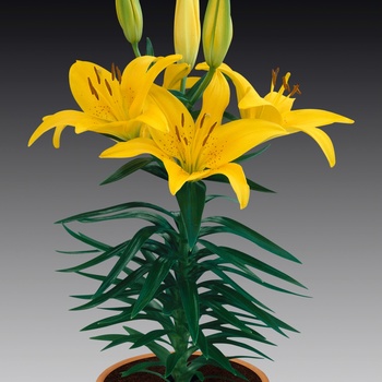 Lilium asiaticum Lily Looks 'Tiny Bee' (014887)