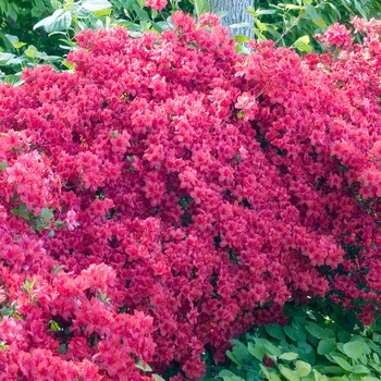 Rhododendron Gable hybrid 'Stewartstonian' (014935)