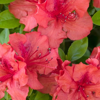 Rhododendron Girard hybrid 'Hotshot' (014939)