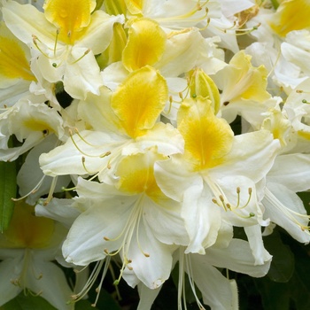 Rhododendron Northern Light hybrid 'Northern Hi-Lights' (014968)