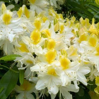 Rhododendron Northern Light hybrid 'Northern Hi-Lights' (014971)