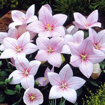 Platycodon grandiflorus 'Astra Pink' (015012)