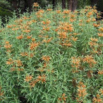 Leonotis leonurus