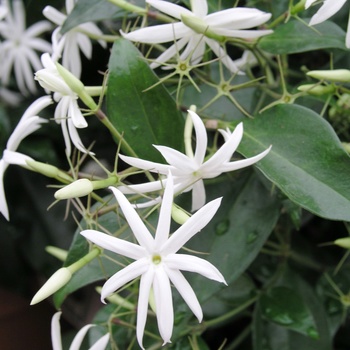 Jasminum nitidum '' (015072)