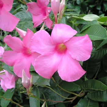 Mandevilla sanderi 'Alice DuPont' (015092)