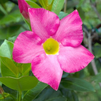 Mandevilla sanderi 'Alice DuPont' (015093)