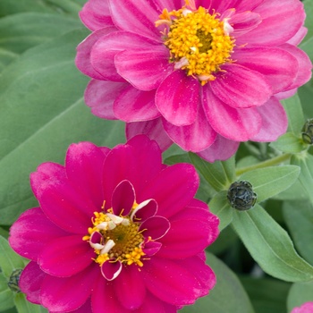 Zinnia Profusion 'Double Cherry' (015274)