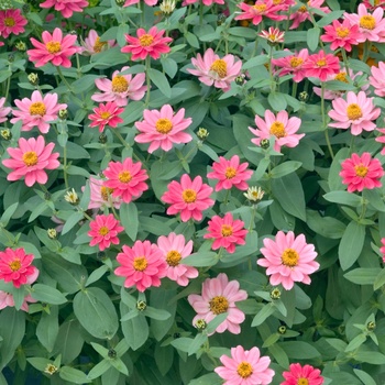 Zinnia Profusion 'Double Cherry' (015275)